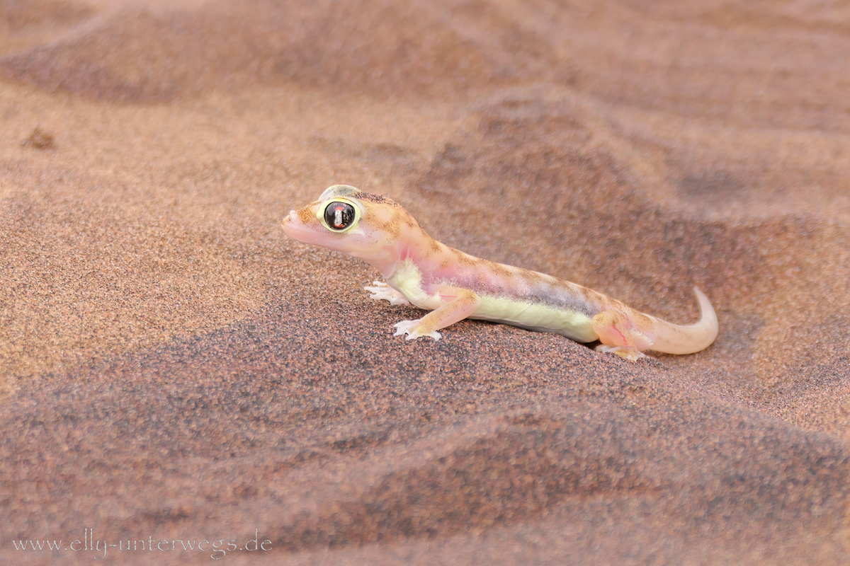 Swakopmund-Desert-Little5-132.jpg