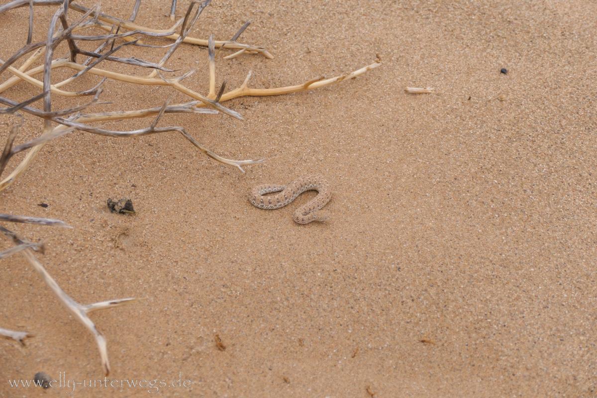 Swakopmund-Desert-Little5-71.jpg