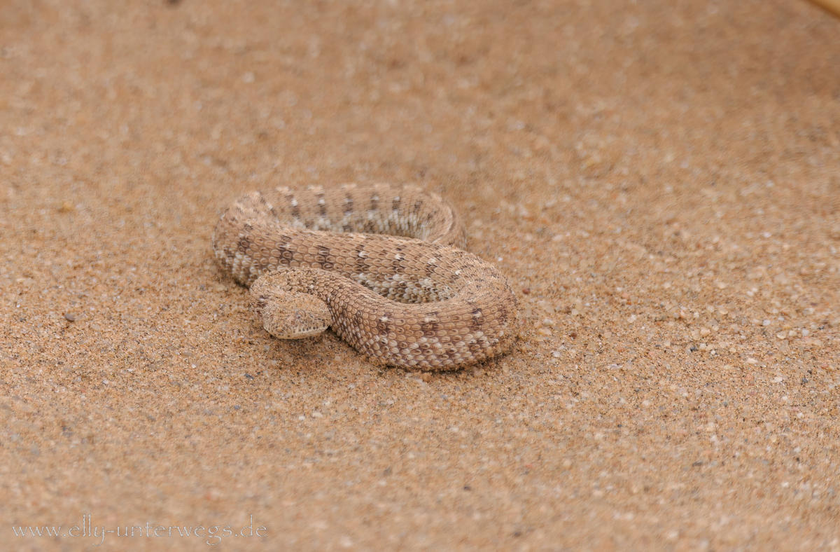 Eine Schlange in der Wüste zwischen Walvis Bay und Swakopmund