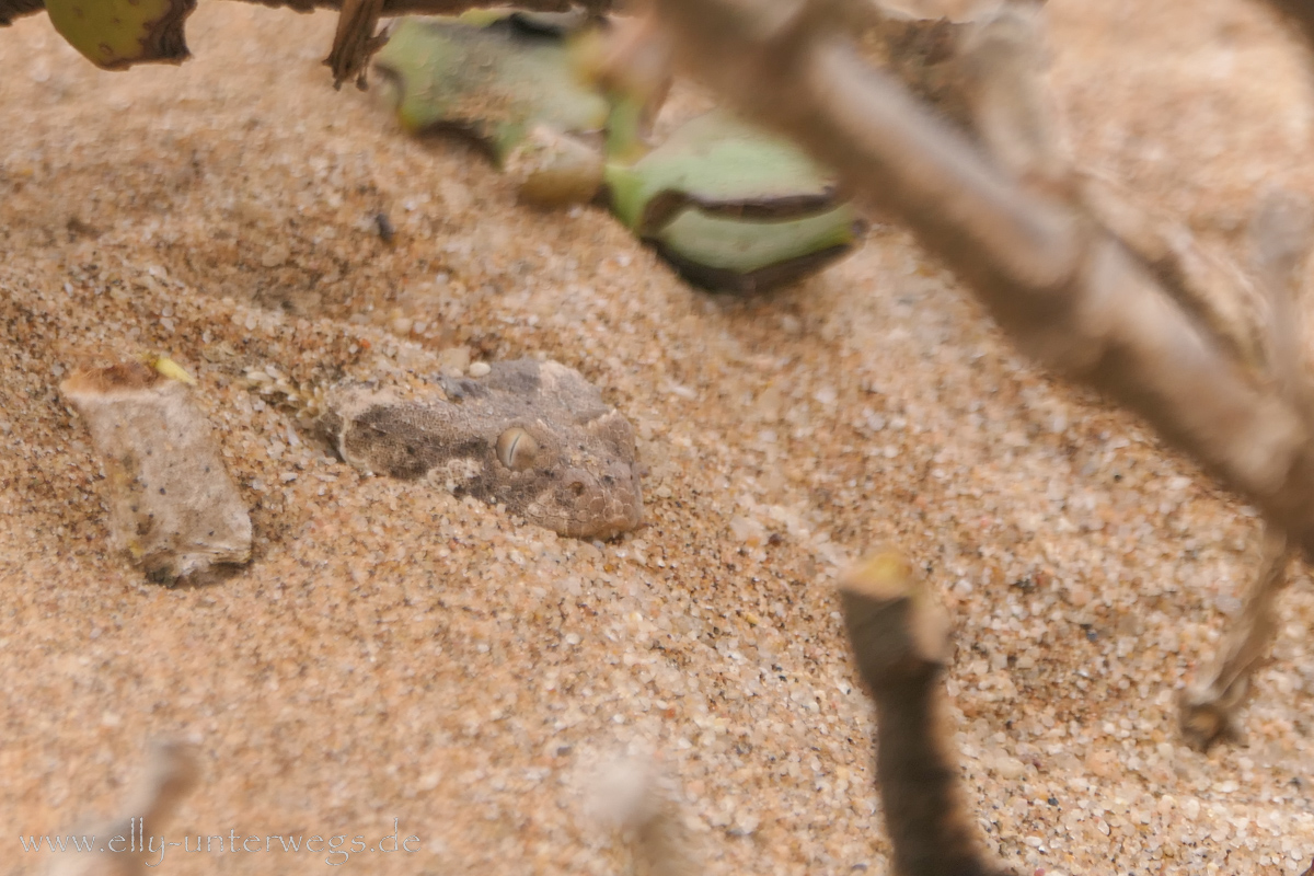 Swakopmund-Desert-Little5-91.jpg