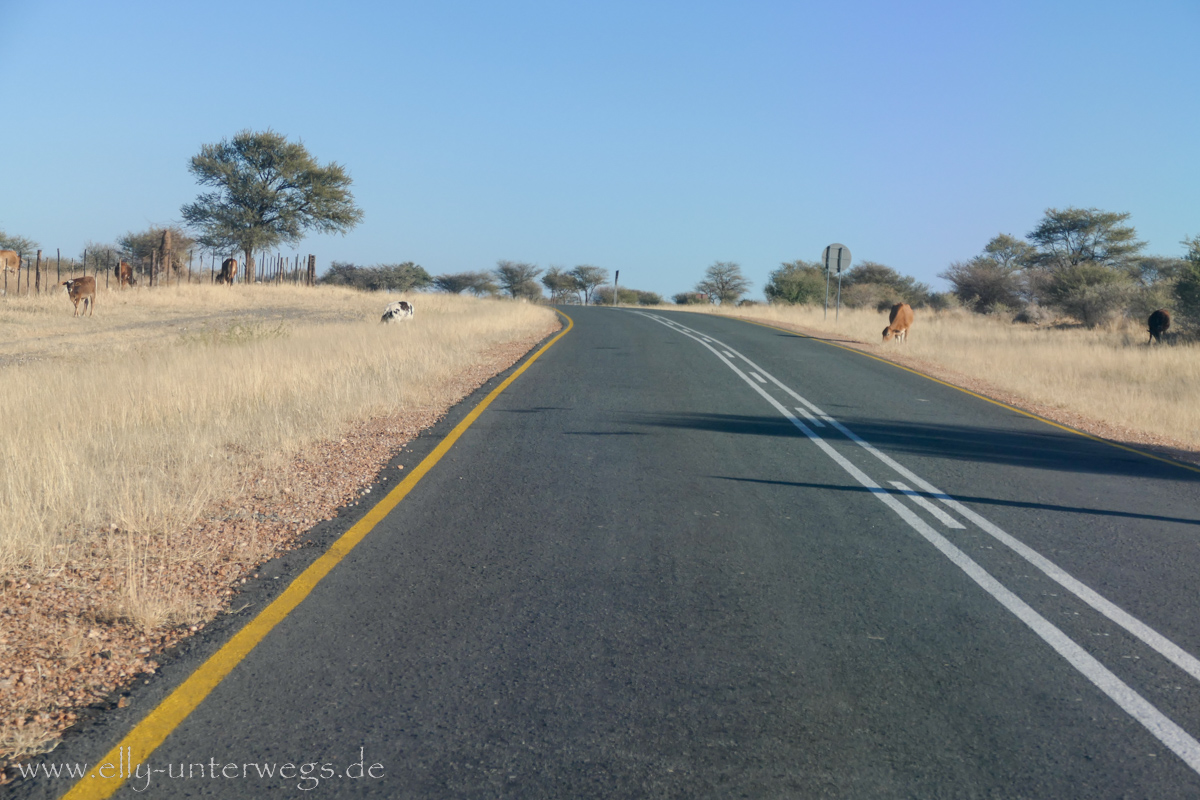 Africat-Okonjima-1.jpg