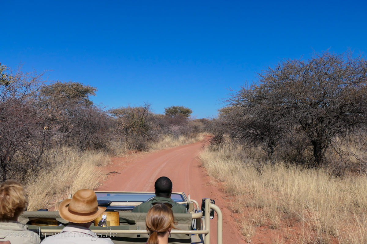 Africat-Okonjima-18.jpg