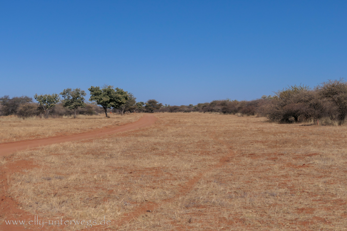 Africat-Okonjima-19.jpg