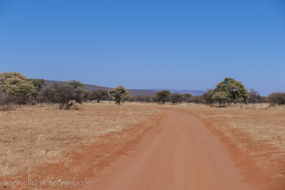 Africat-Okonjima-22.jpg