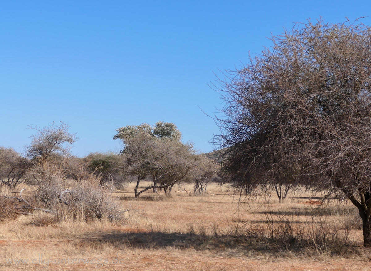 Africat-Okonjima-23.jpg