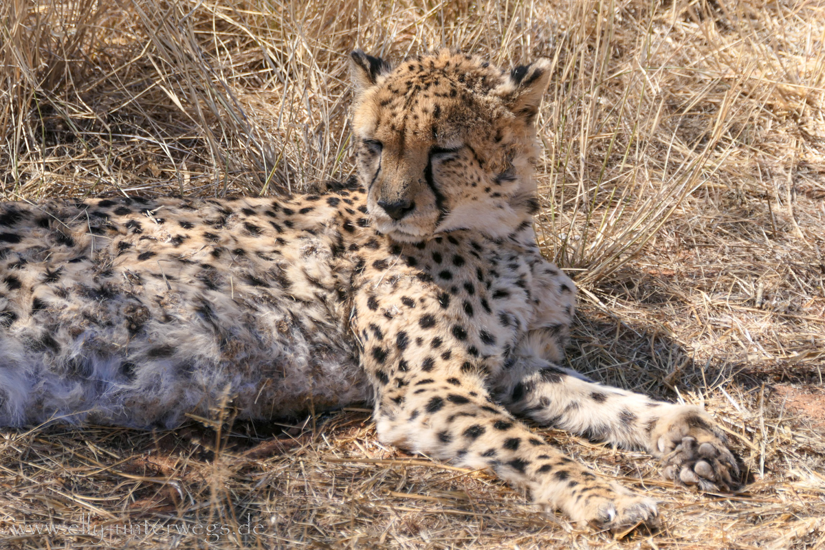 Africat-Okonjima-33.jpg