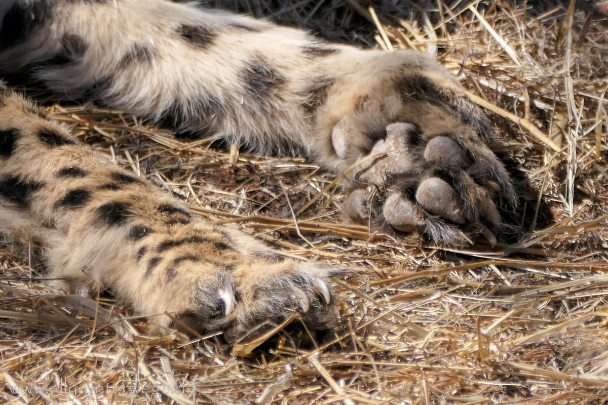 Africat-Okonjima-34.jpg