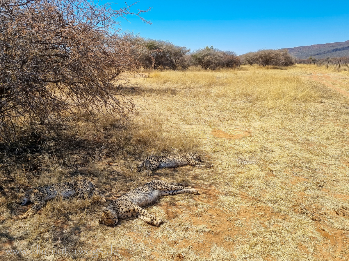 Africat-Okonjima-36.jpg