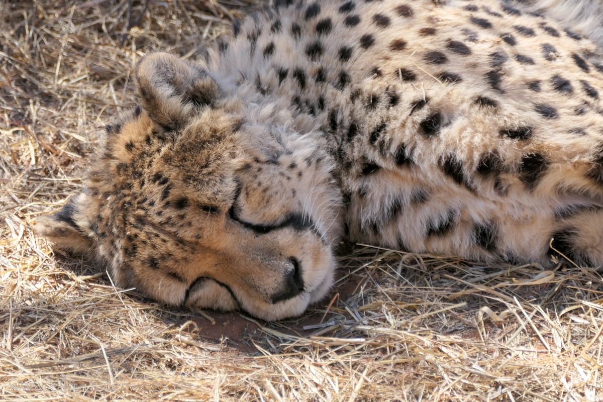 Africat-Okonjima-37.jpg