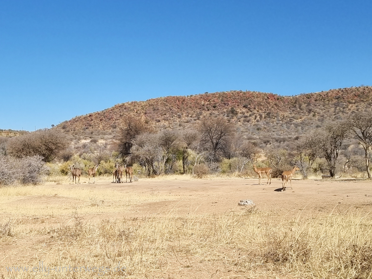 Africat-Okonjima-44.jpg