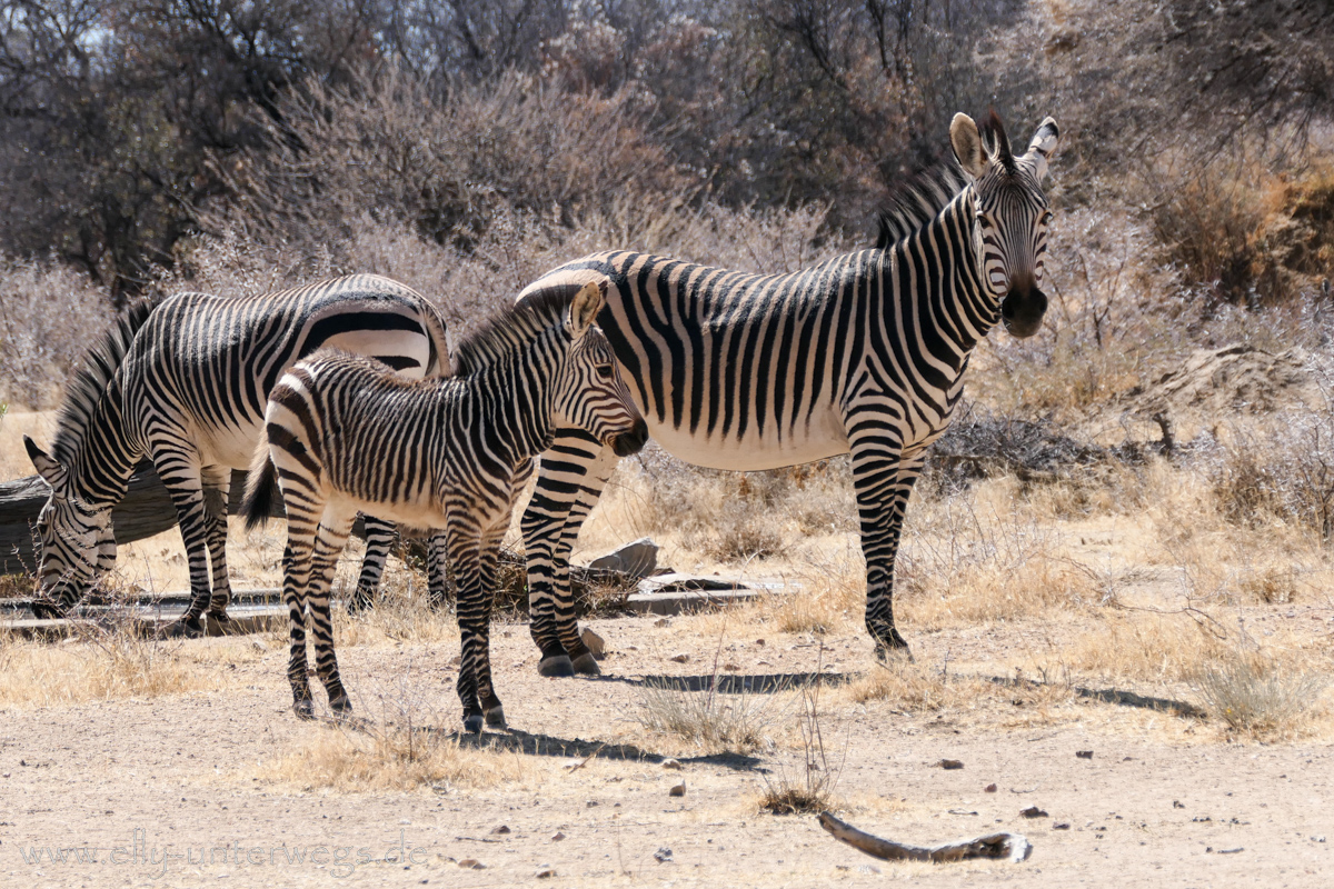 Africat-Okonjima-45.jpg