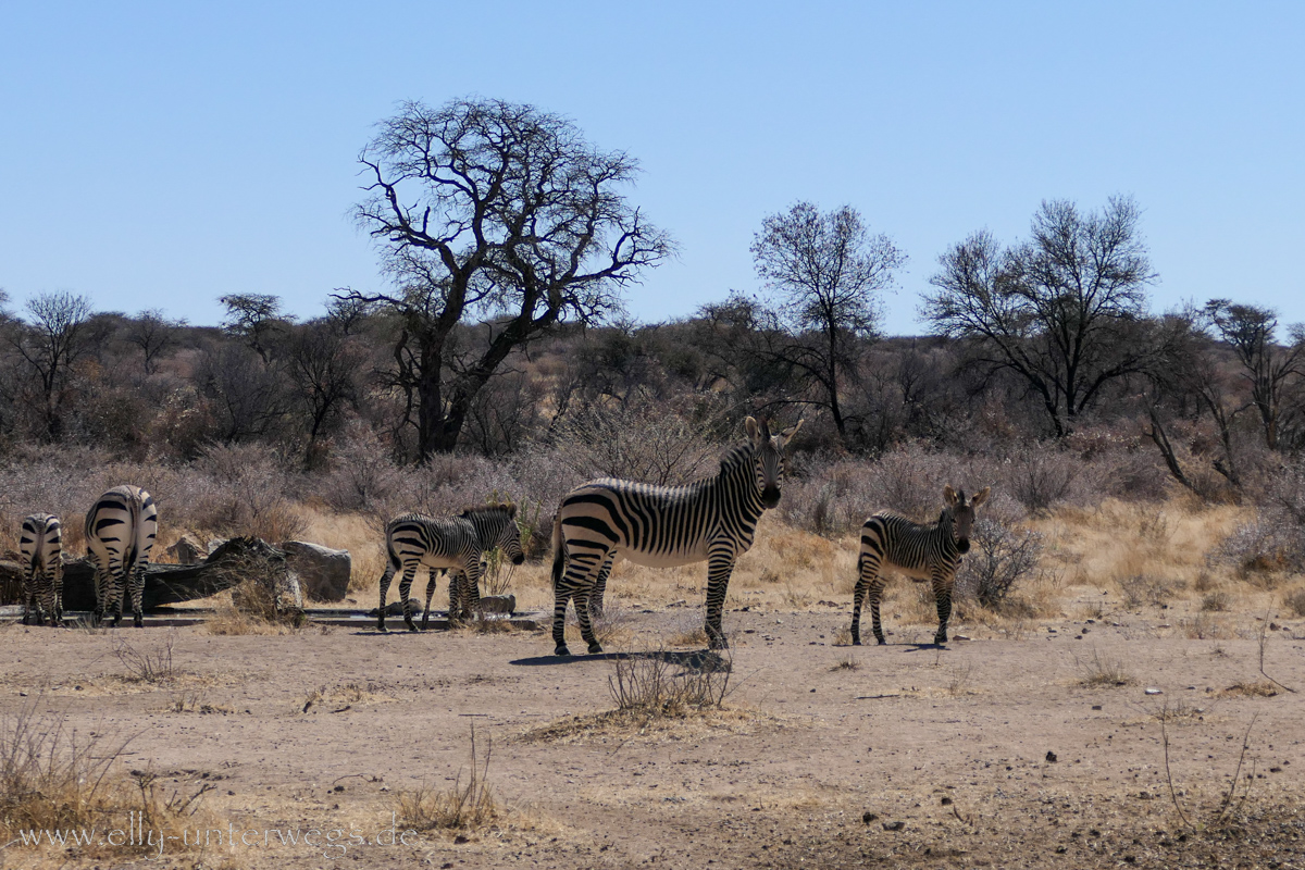 Africat-Okonjima-46.jpg