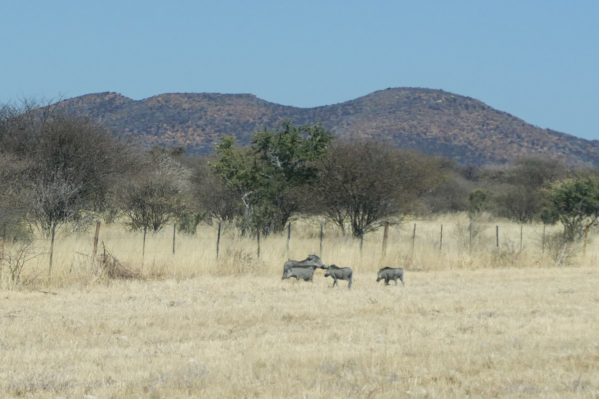 Africat-Okonjima-48.jpg