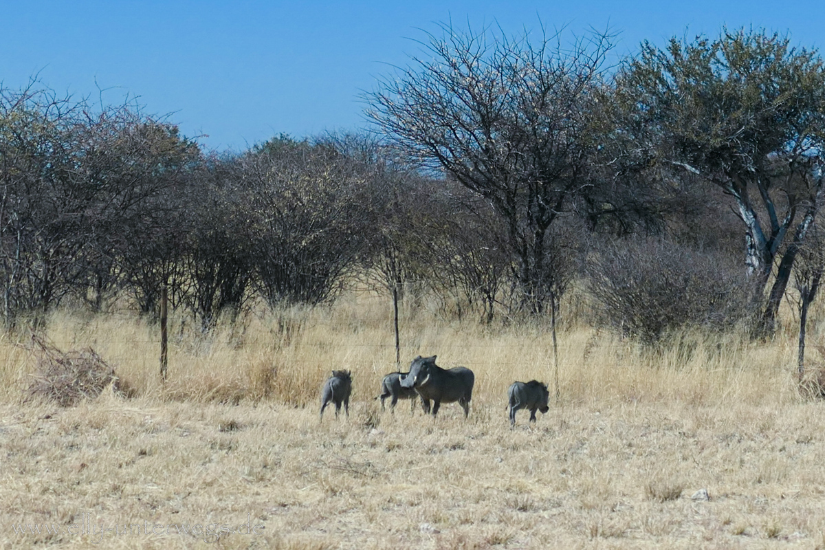 Africat-Okonjima-49.jpg