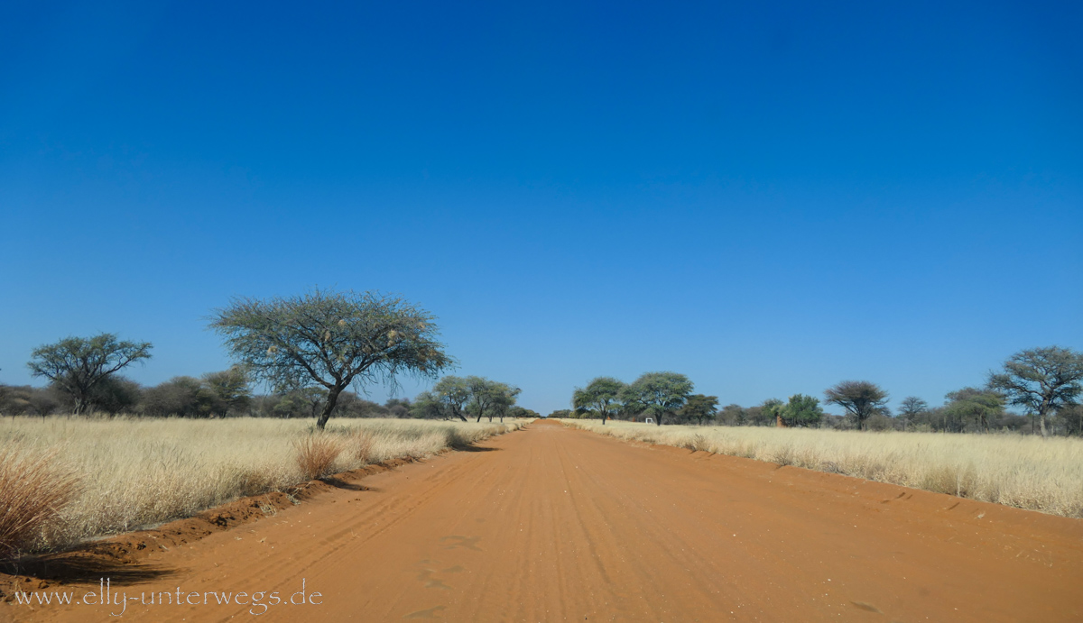 Africat-Okonjima-50.jpg