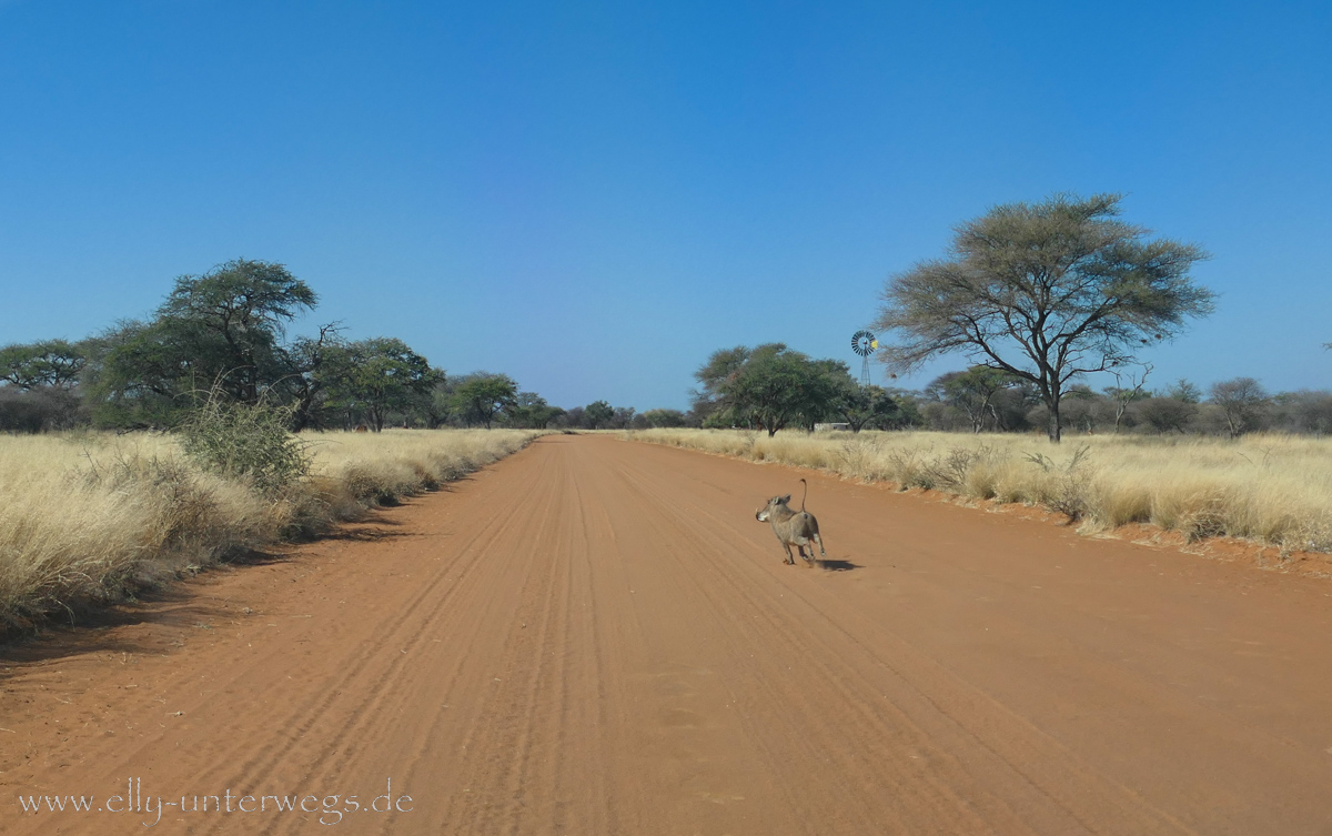 Africat-Okonjima-51.jpg