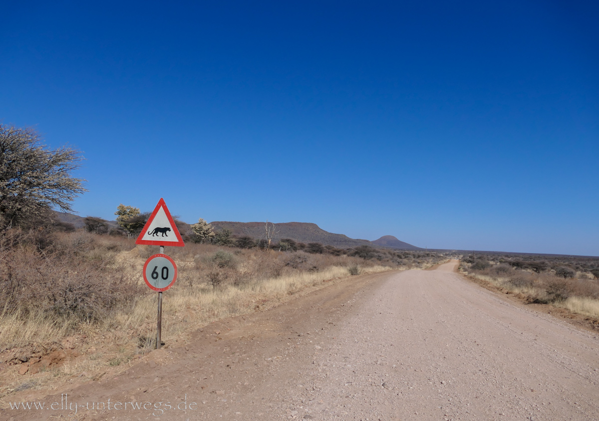 Africat-Okonjima-9.jpg