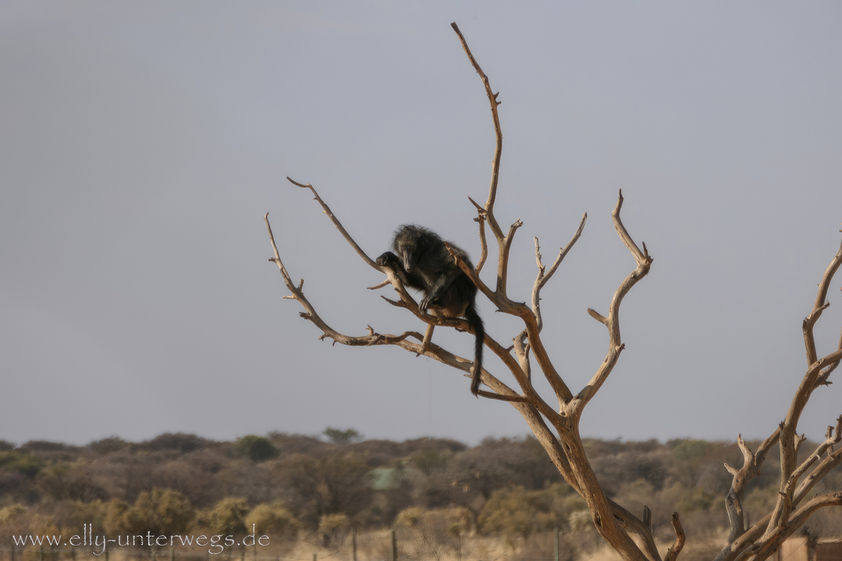 Naankuse-Namibia-12.jpg