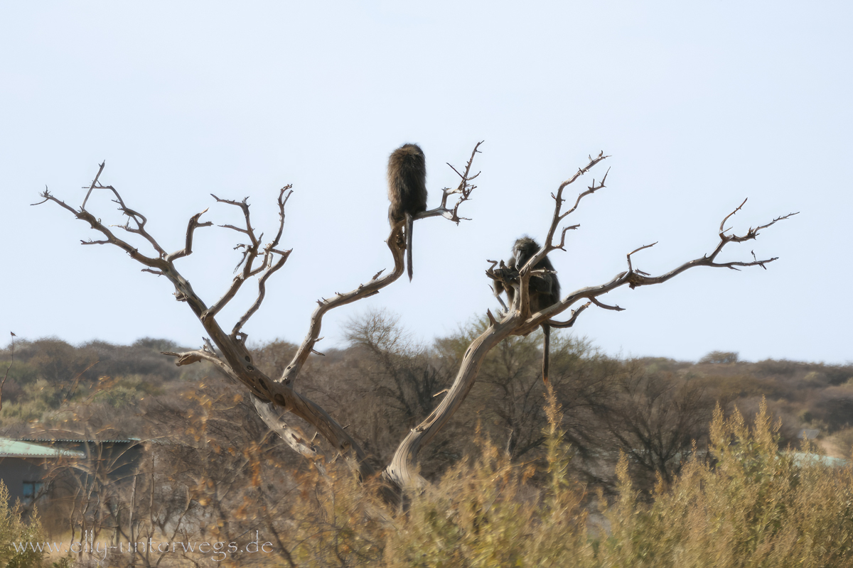 Naankuse-Namibia-13.jpg