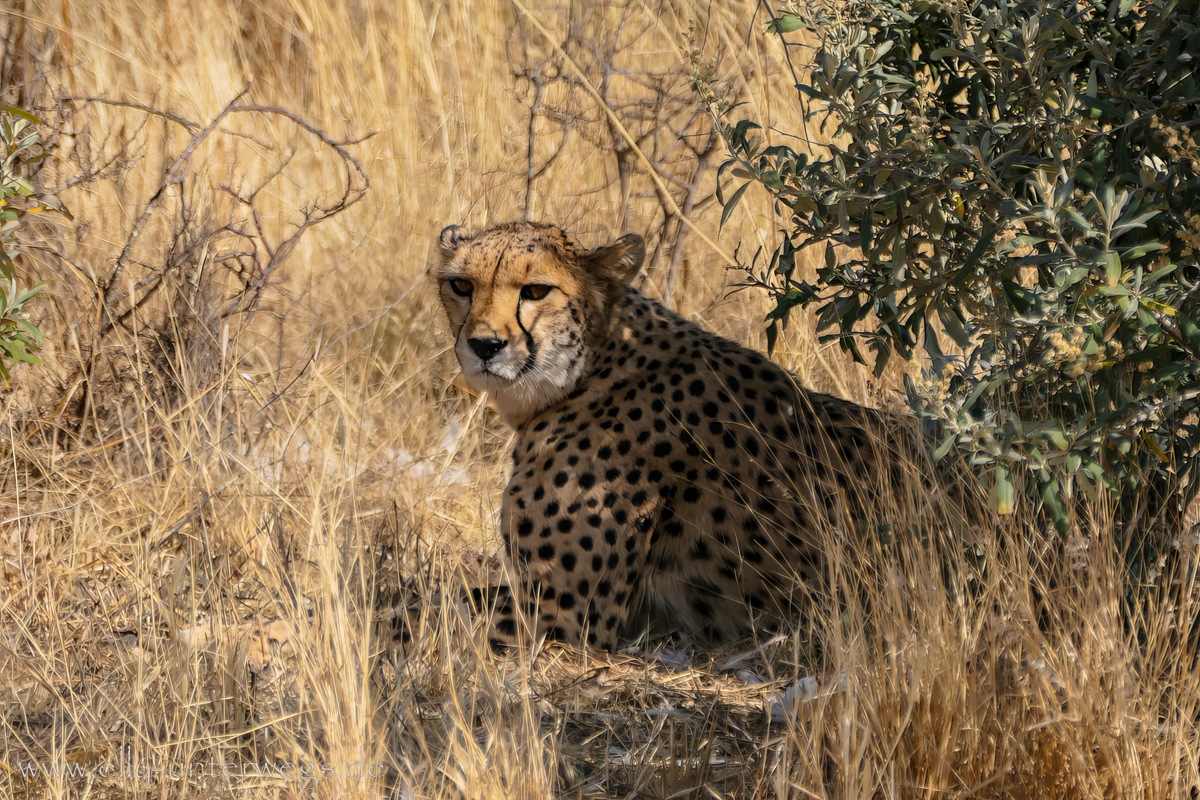 Naankuse-Namibia-21.jpg