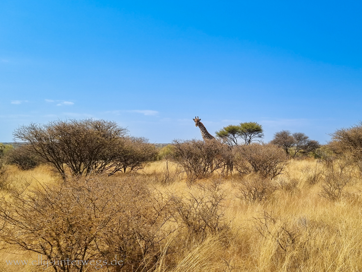 Naankuse-Namibia-47.jpg