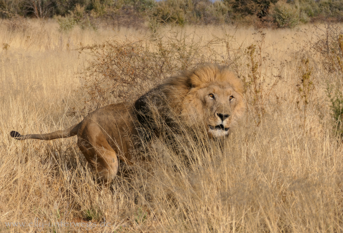 Löwe in Namibia in Naankuse