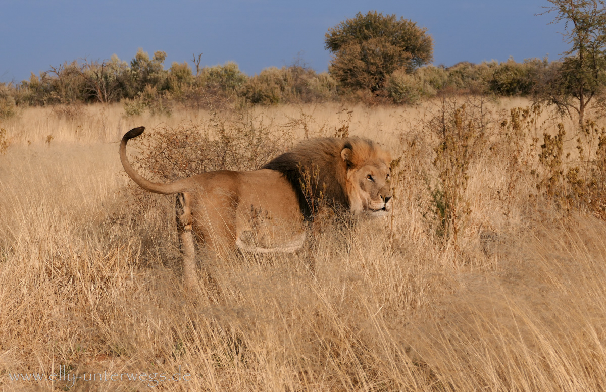 AfriCat vs. Naankuse (N/a’an ku sê ) – Tagesausflug zu den Großkatzen Afrikas
