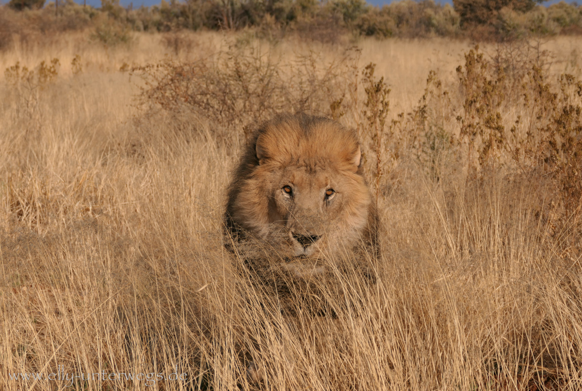 Löwe in Namibia in Naankuse