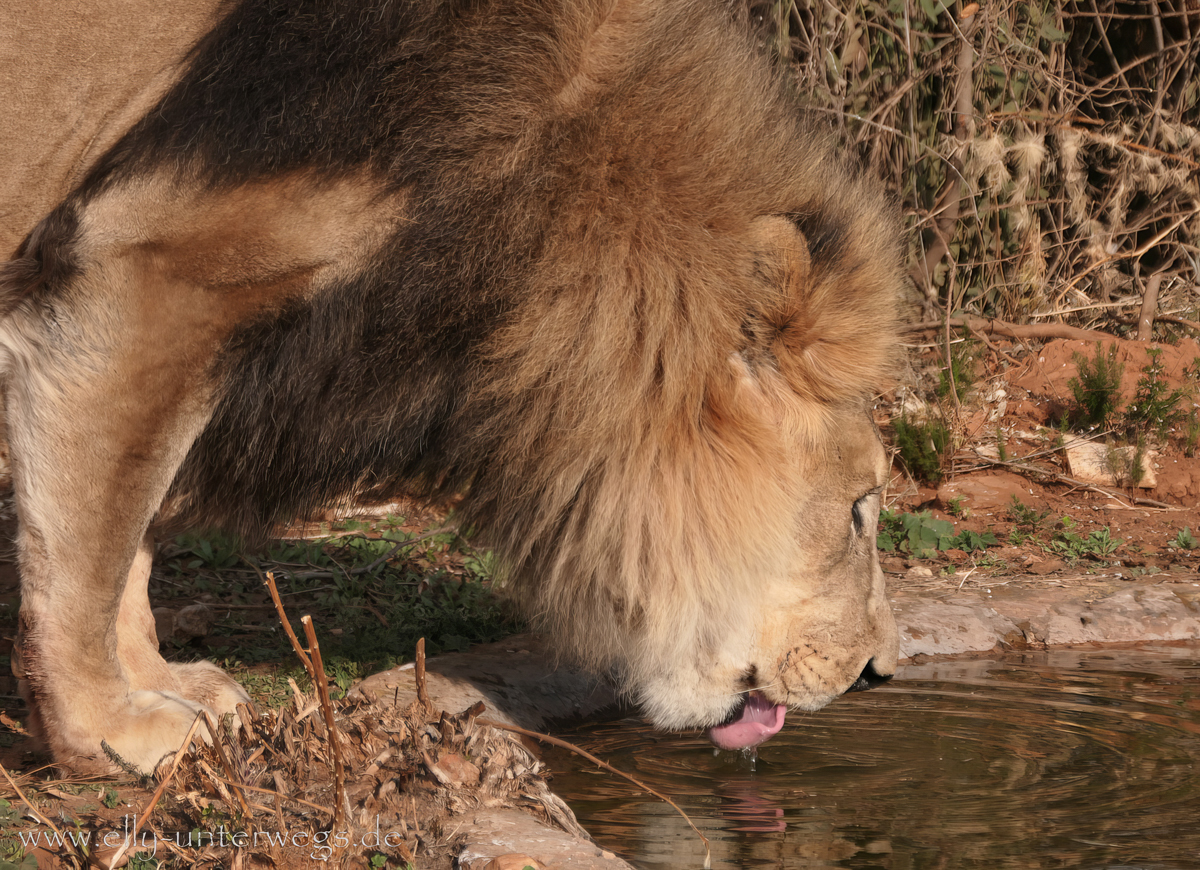 Löwe am Wasserloch in Namibia in Naankuse