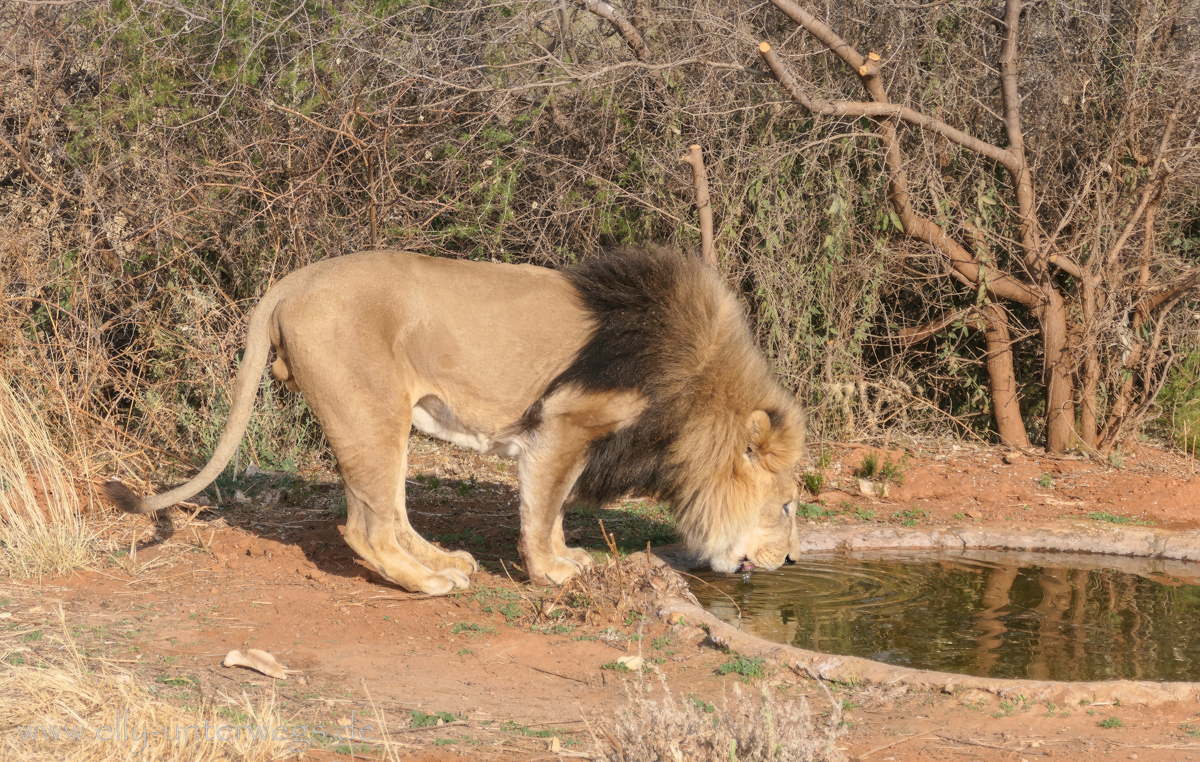 Löwe in Namibia in Naankuse