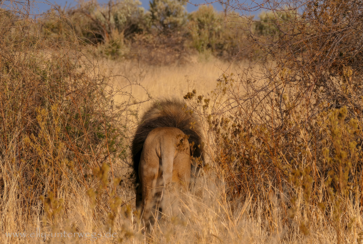 Löwe in Namibia in Naankuse