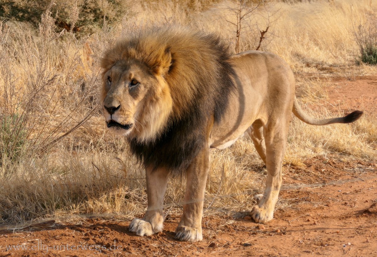 Löwe in Namibia in Naankuse