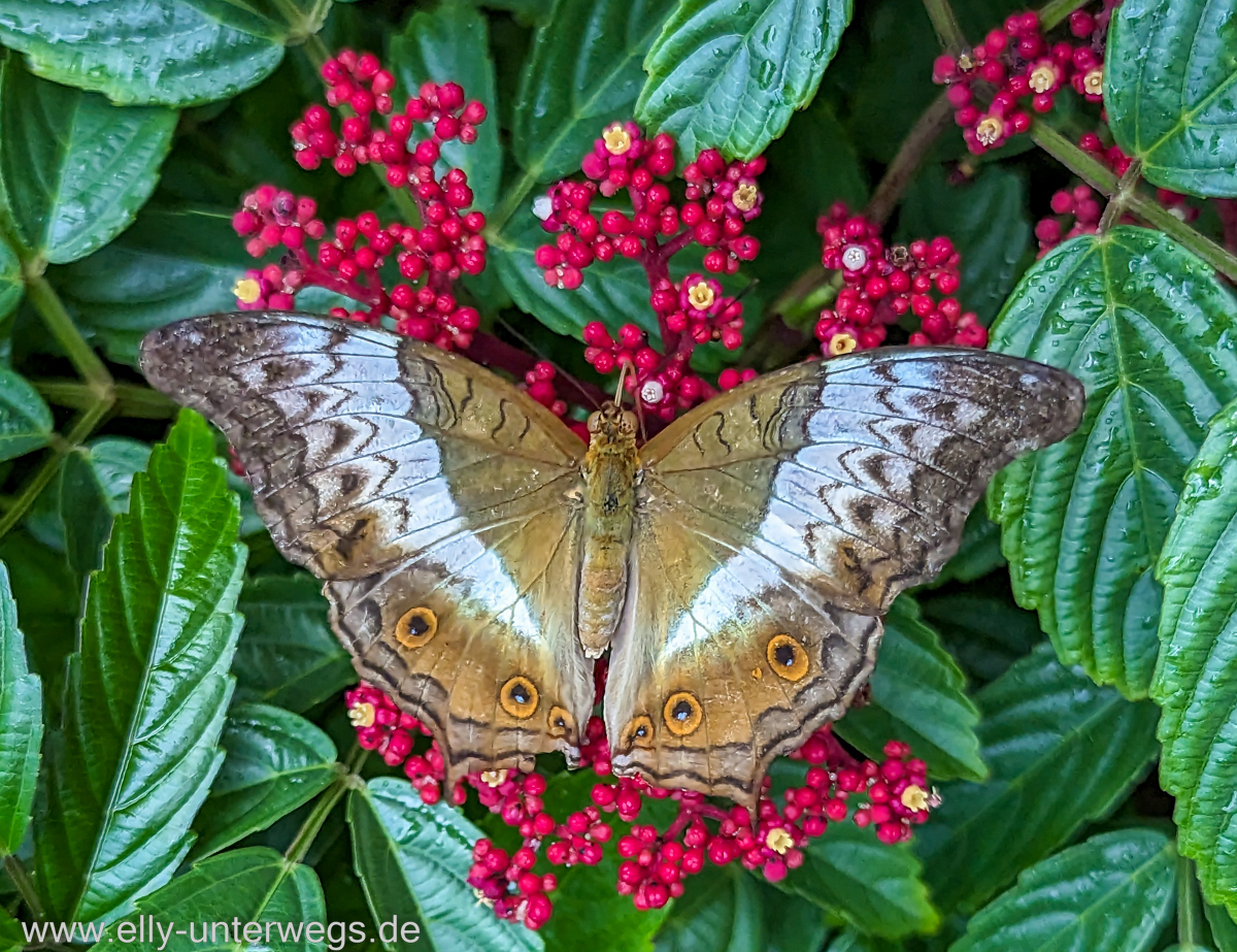 Changi-Jewel-Singapur-100.jpg