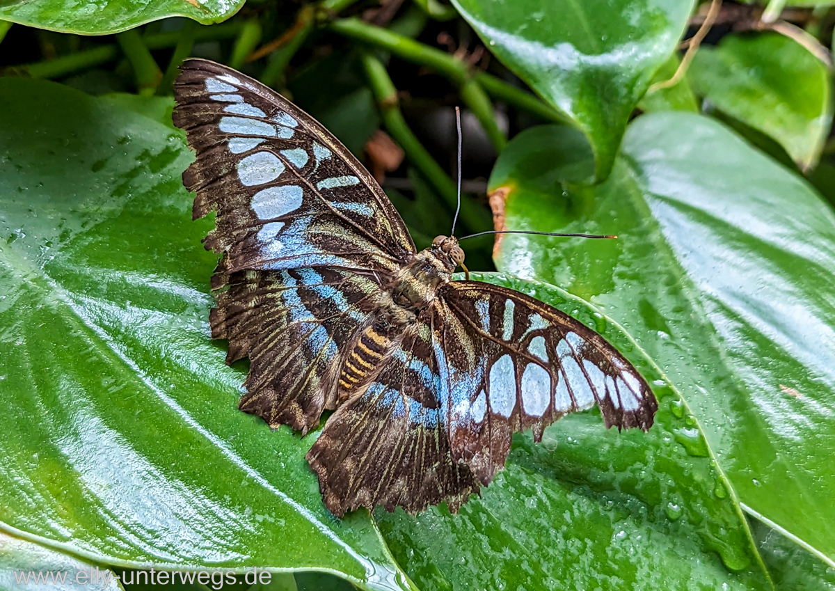 Changi-Jewel-Singapur-106.jpg