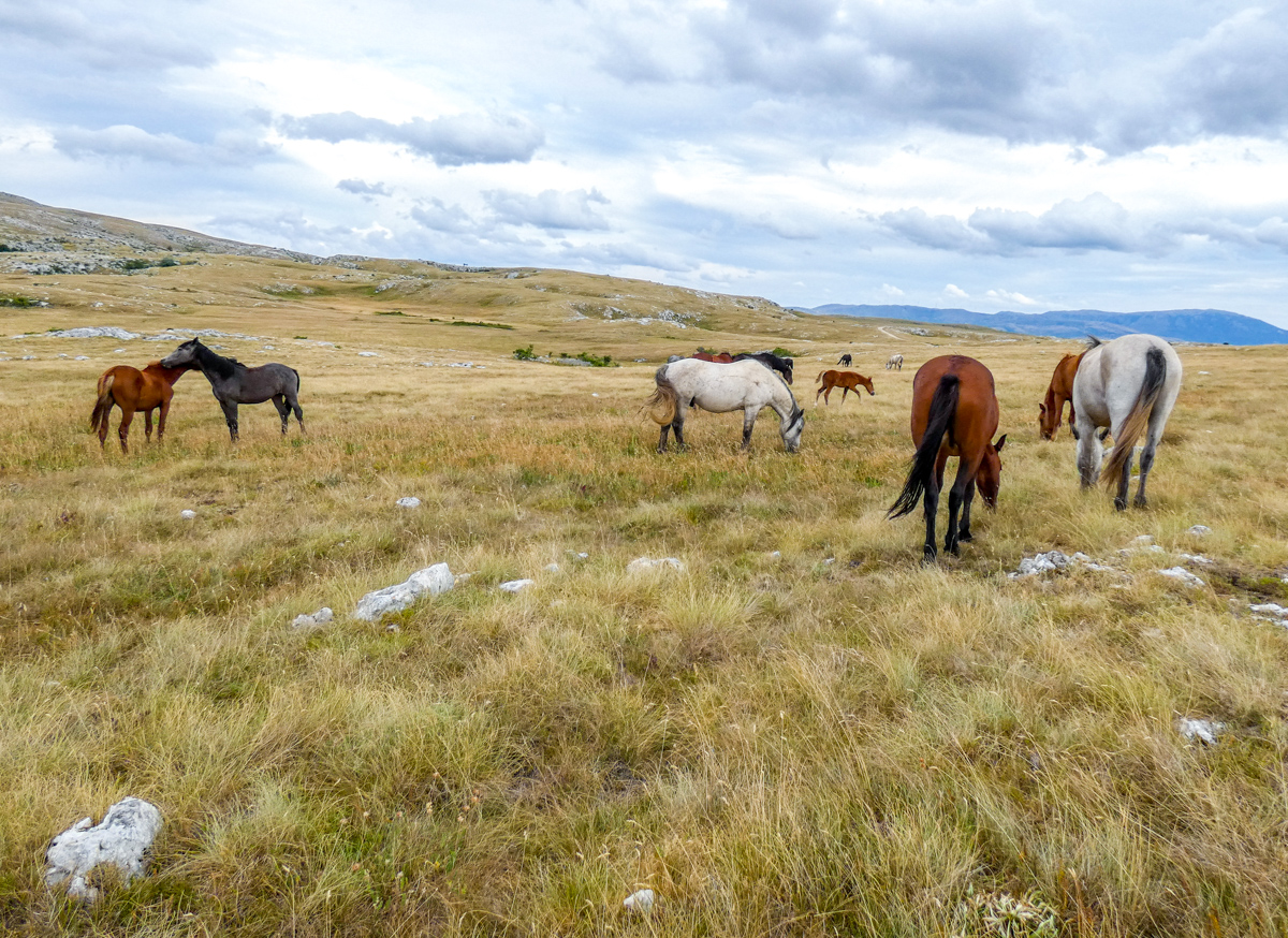 Bosnien und Herzegowina: Livno – zu Besuch bei den Wildpferden