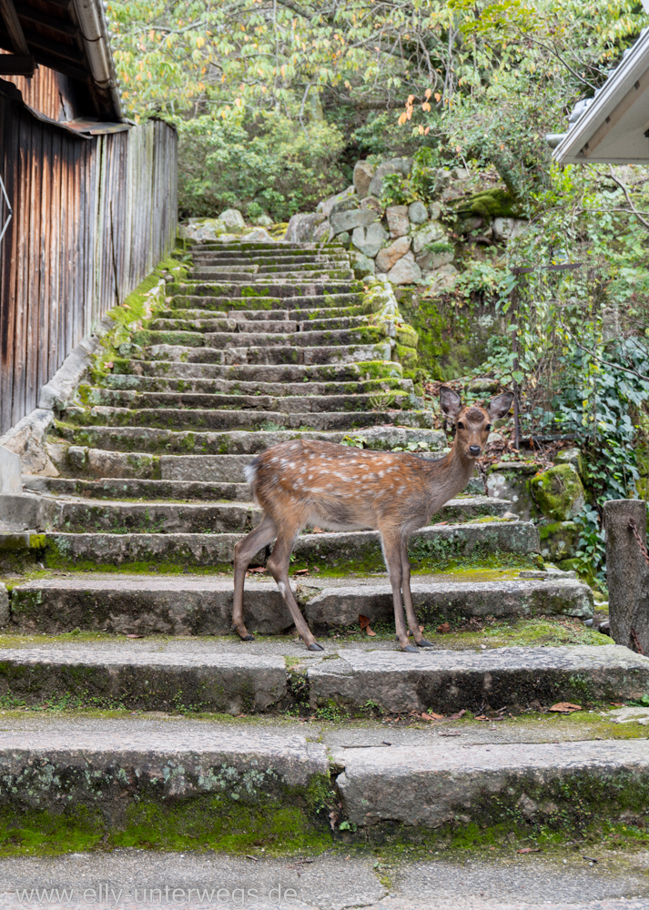 Miyajima-Tagestour-28.jpg