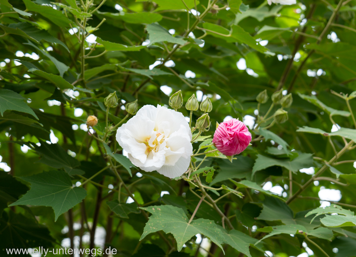 Miyajima-Tagestour-29.jpg