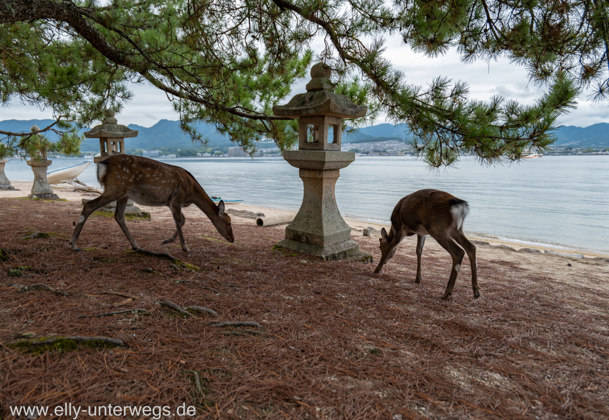 Miyajima-Tagestour-31.jpg