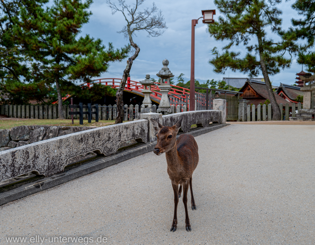 Miyajima-Tagestour-42.jpg