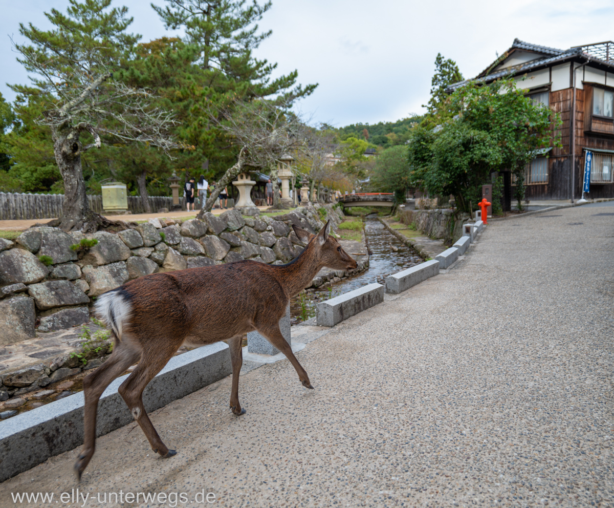 Miyajima-Tagestour-44.jpg