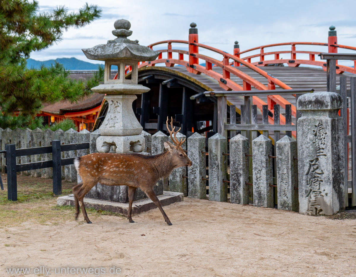 Miyajima-Tagestour-49.jpg