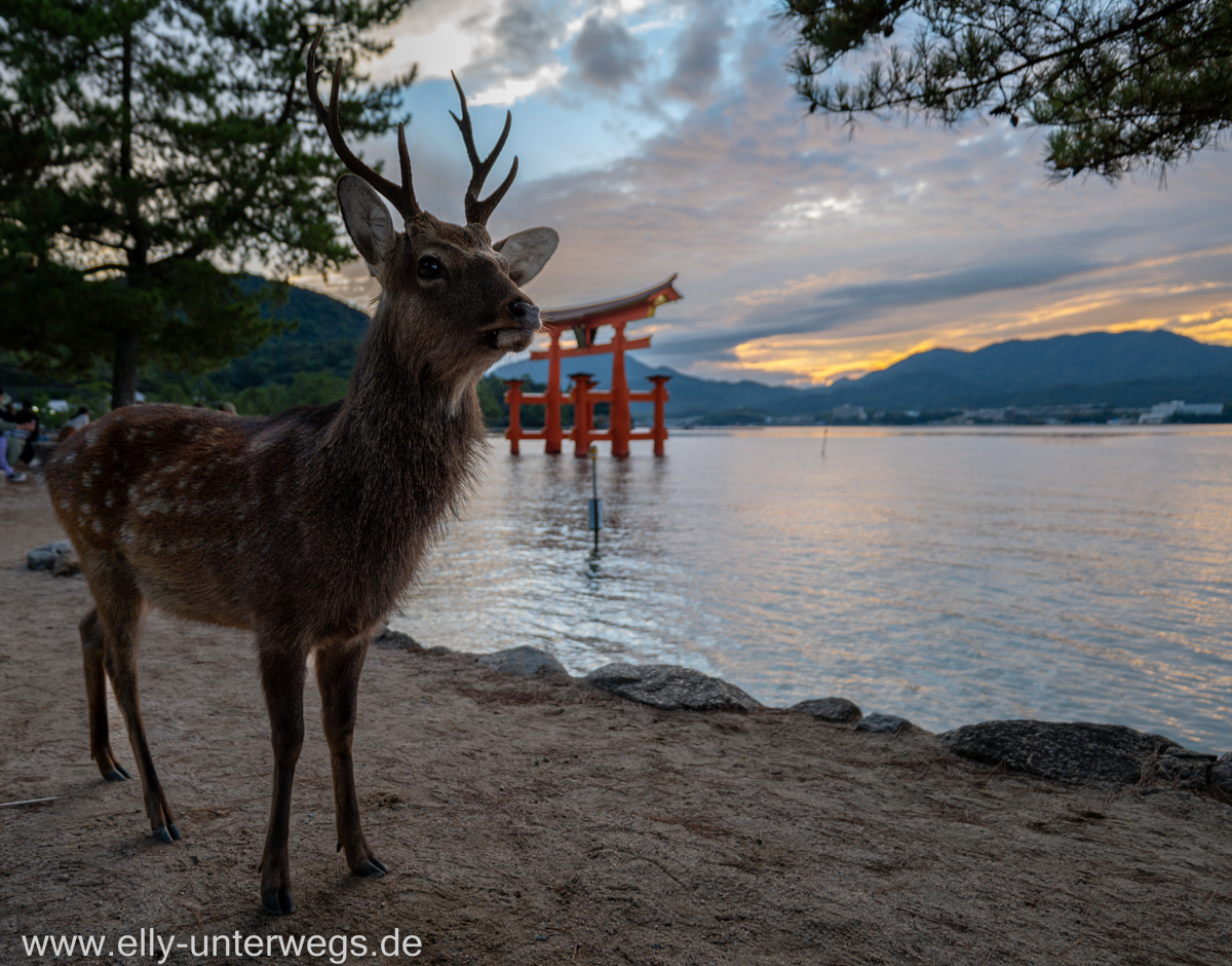 Miyajima-Tagestour-56.jpg