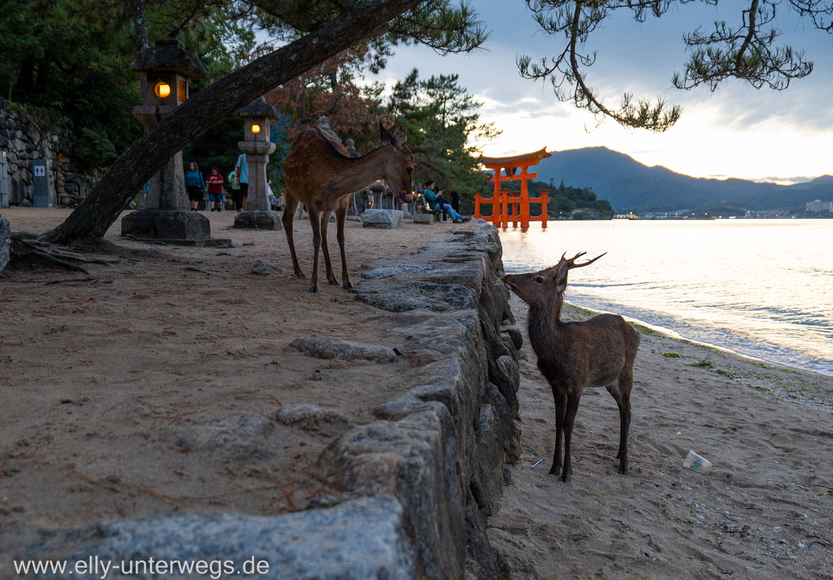 Miyajima-Tagestour-62.jpg