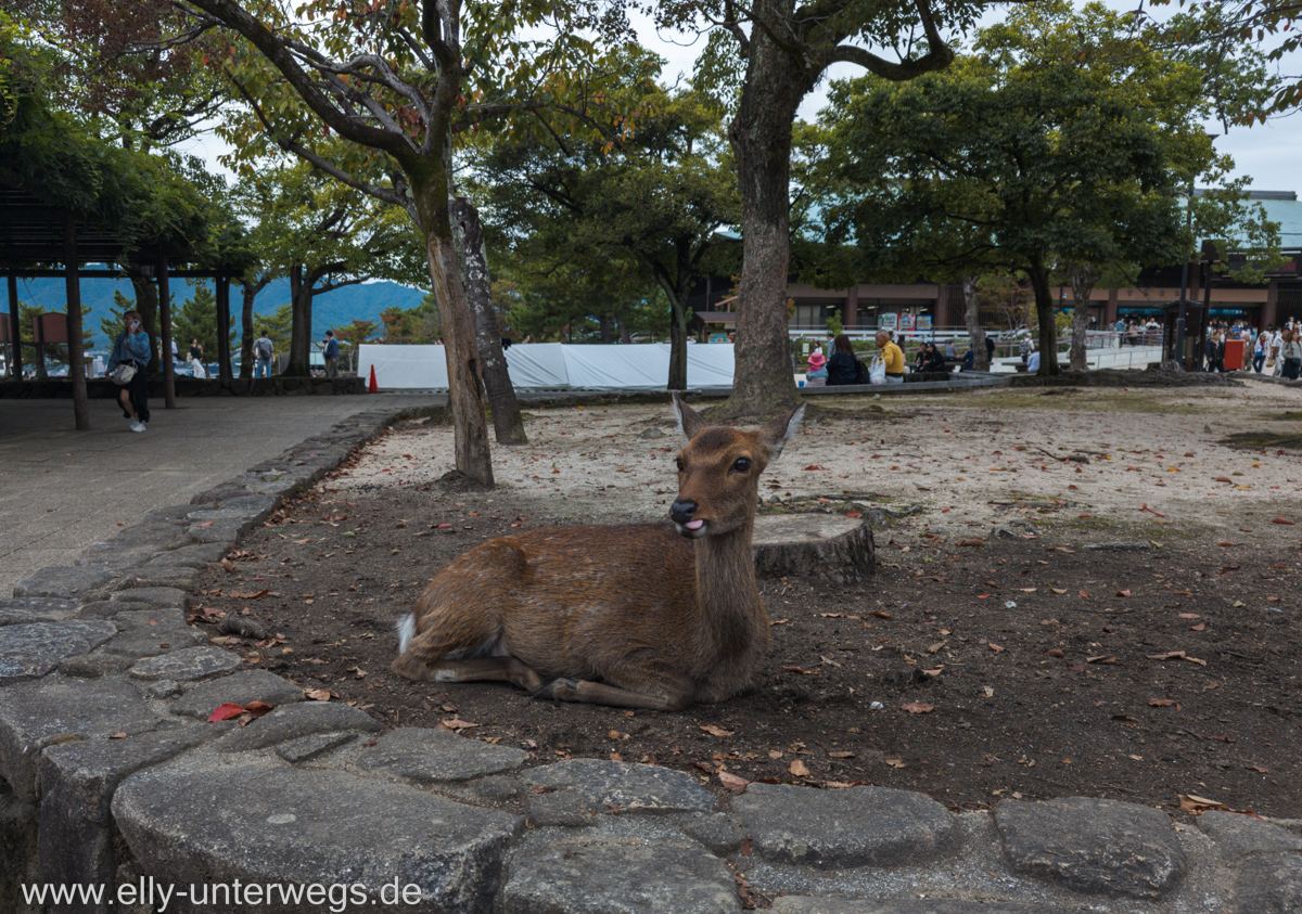 Miyajima-Tagestour-70.jpg