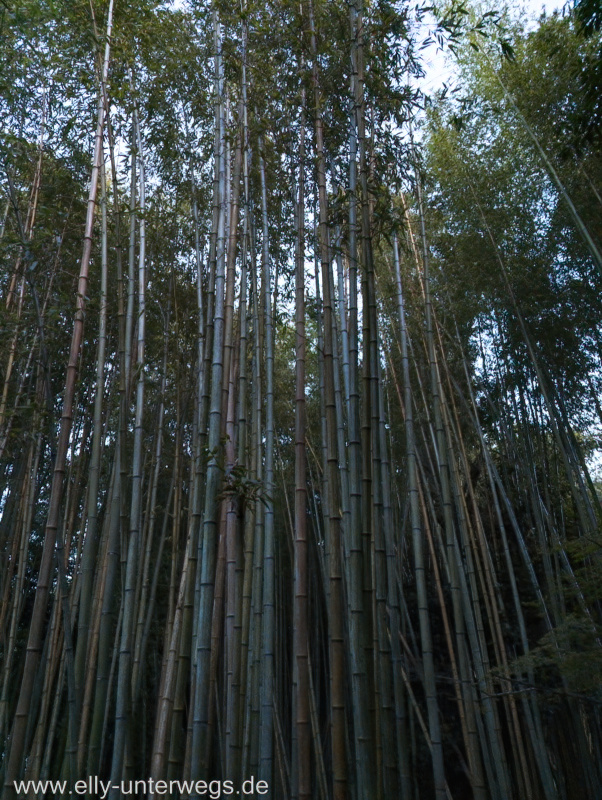 Kyoto-Bambuswald-13.jpg