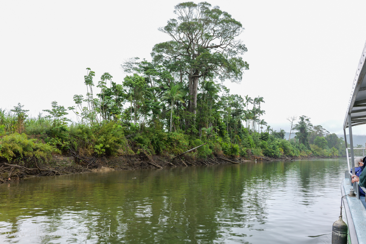 Daintree River: Uferlandschaft und Vegetation während der Bootstour
