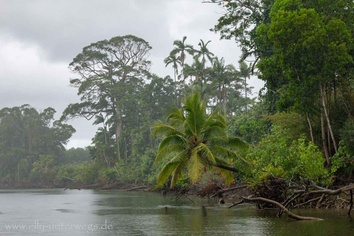 Daintree River: Blick vom Boot auf Wasser und Ufer