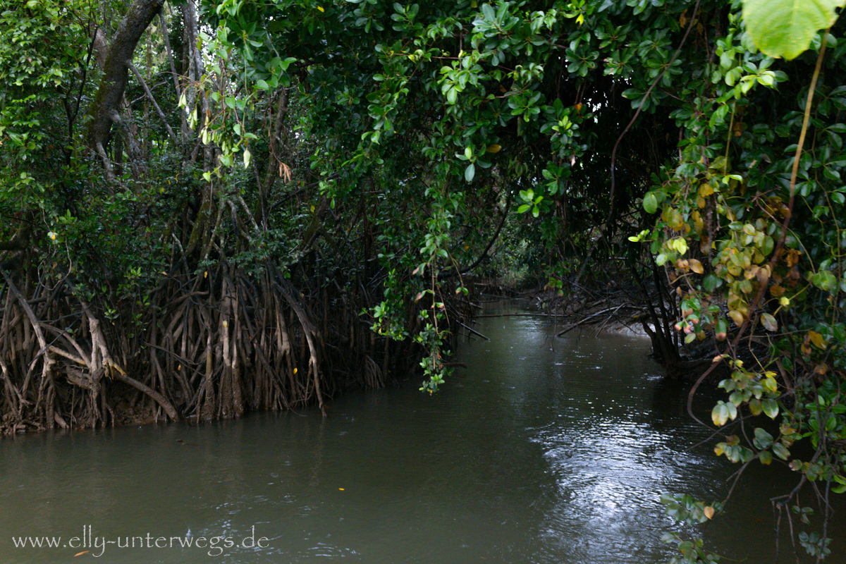 Daintree River: Regenwaldkulisse am Fluss