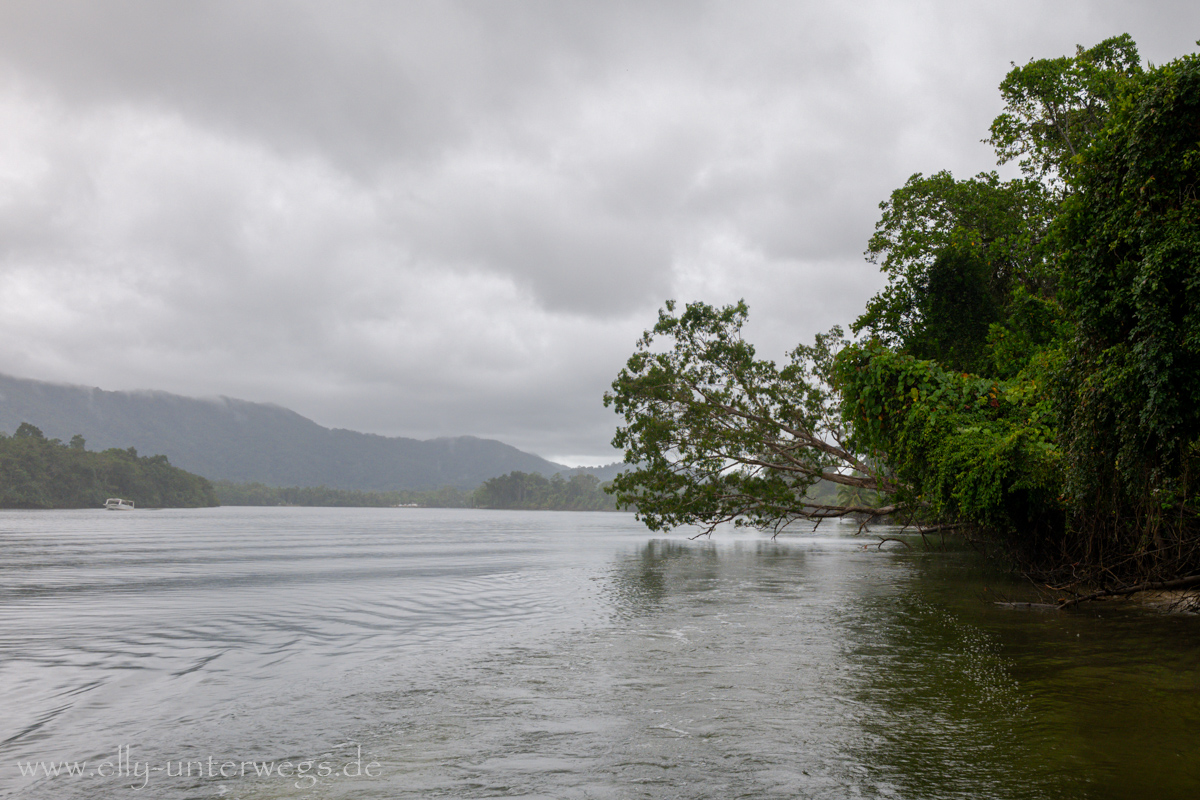 Daintree River: Flusslandschaft mit Mangroven