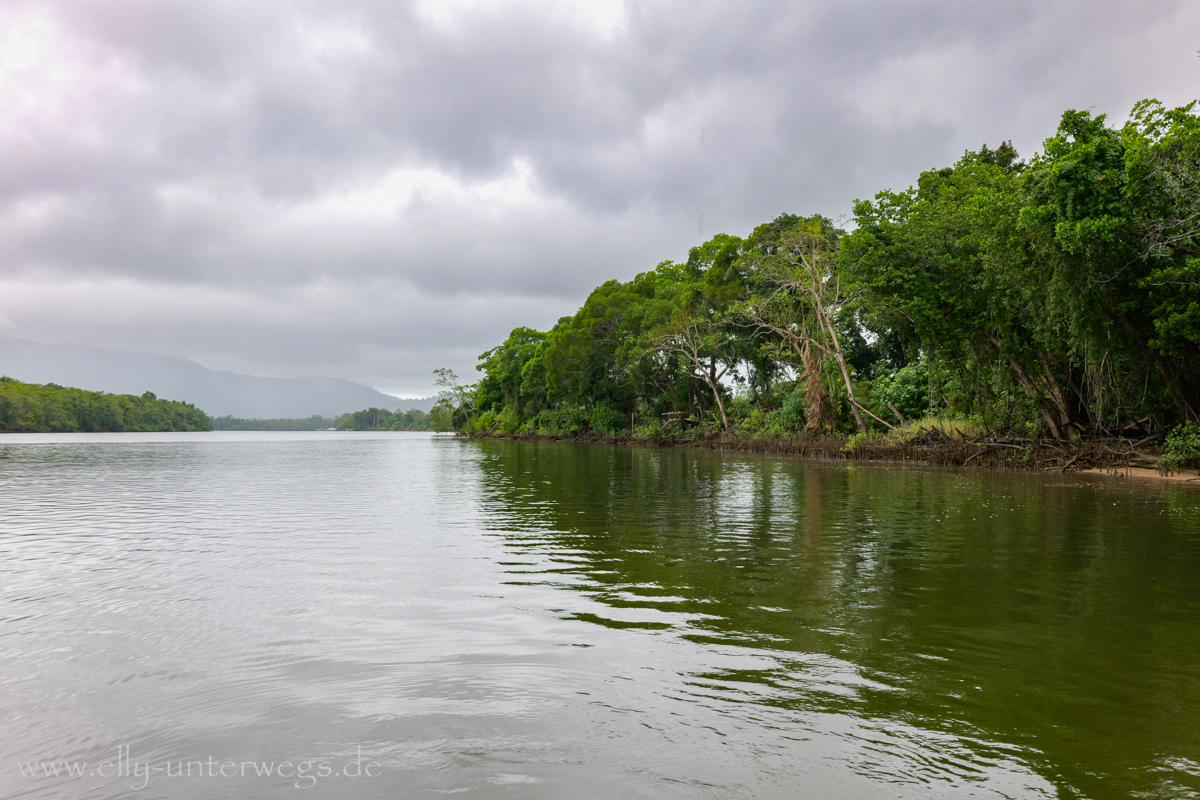 Suchbild: Salzwasserkrokodil am Ufer des Daintree River